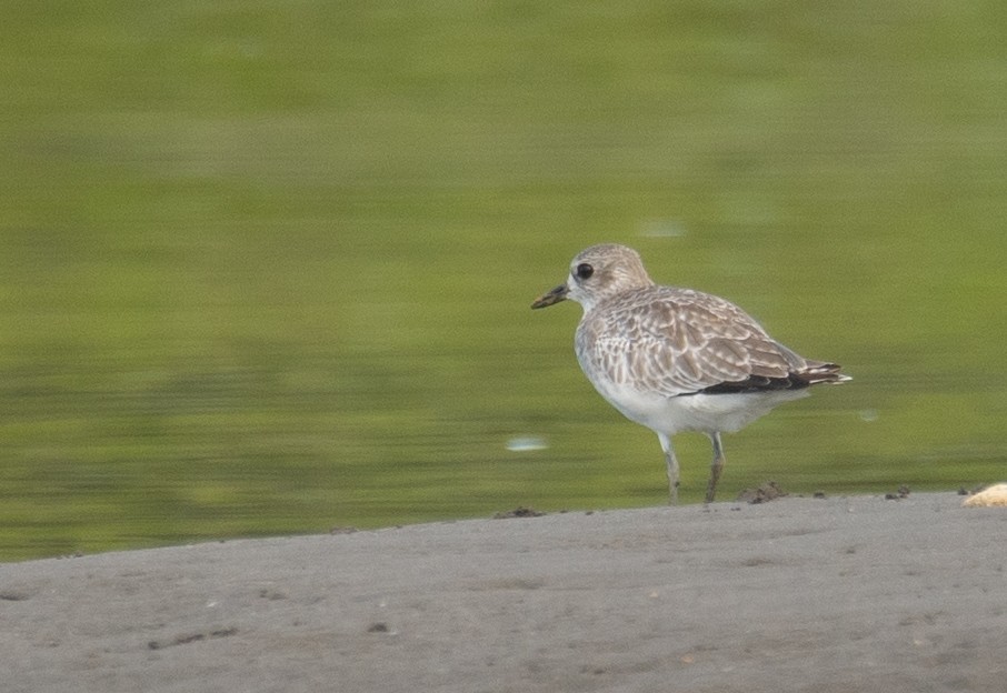 Pluvier argenté - ML644504693