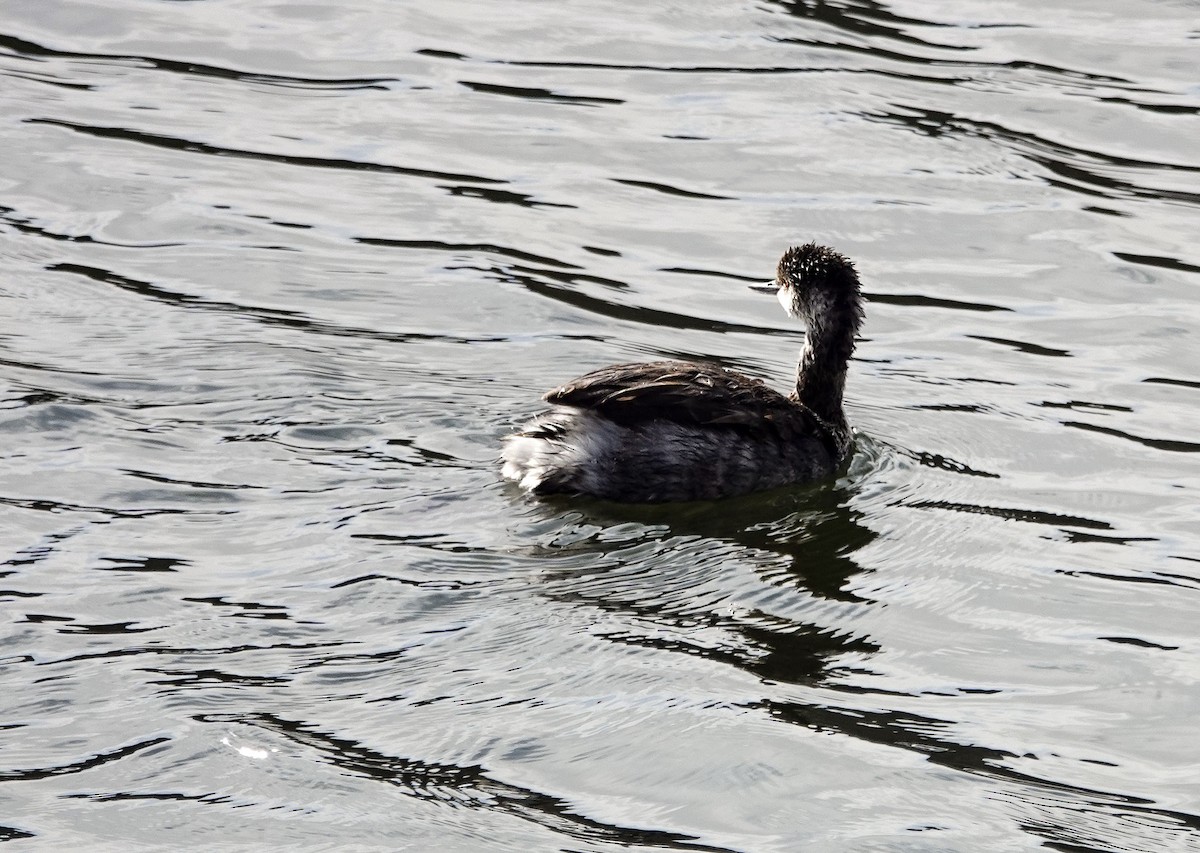 Eared Grebe - ML644504694