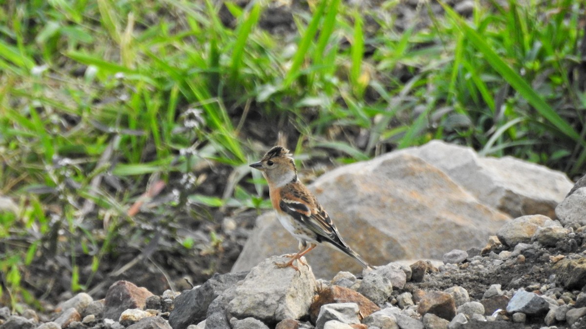 アトリ - ML644504702