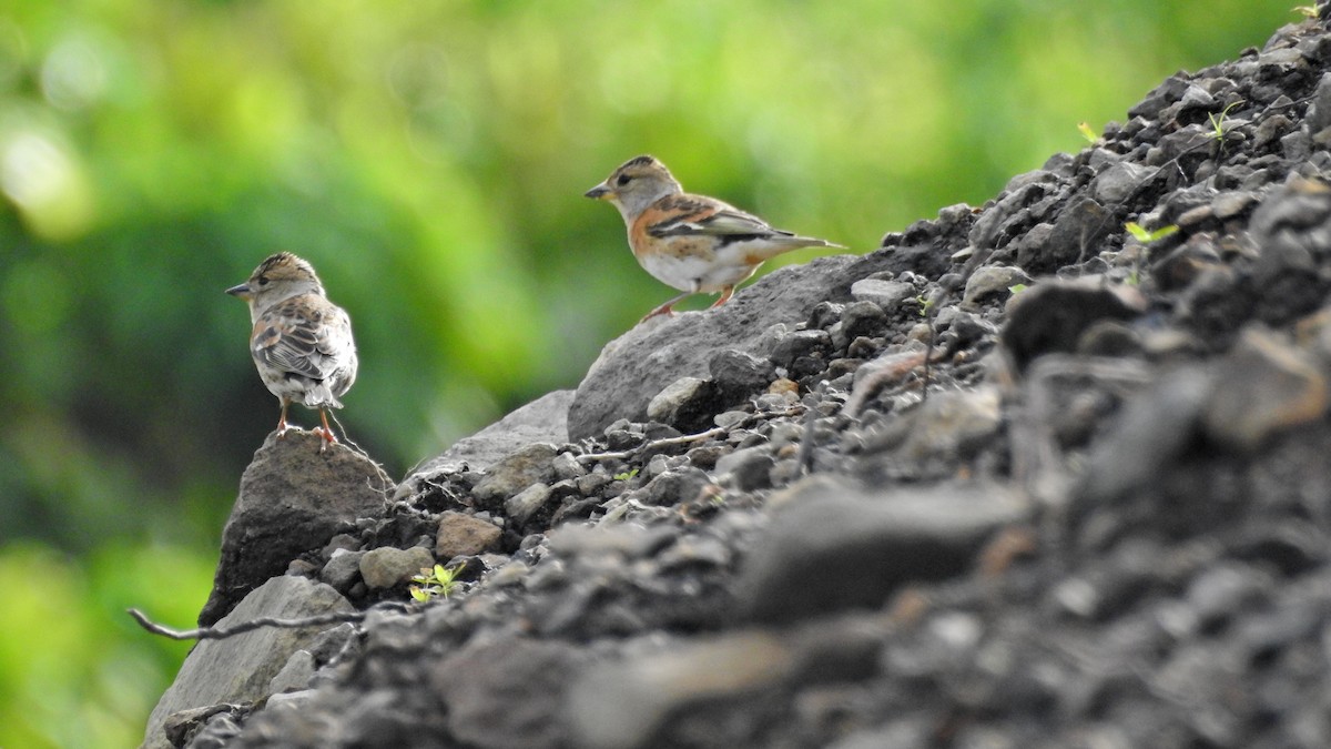 アトリ - ML644504704