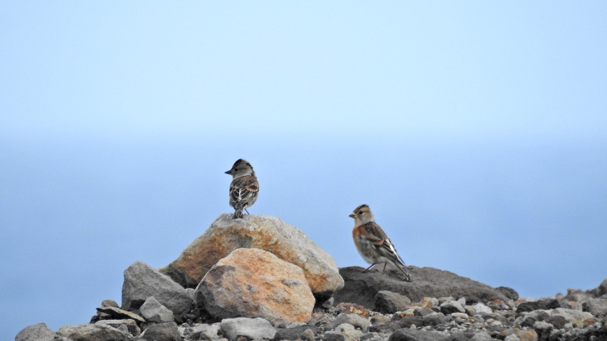 アトリ - ML644504705