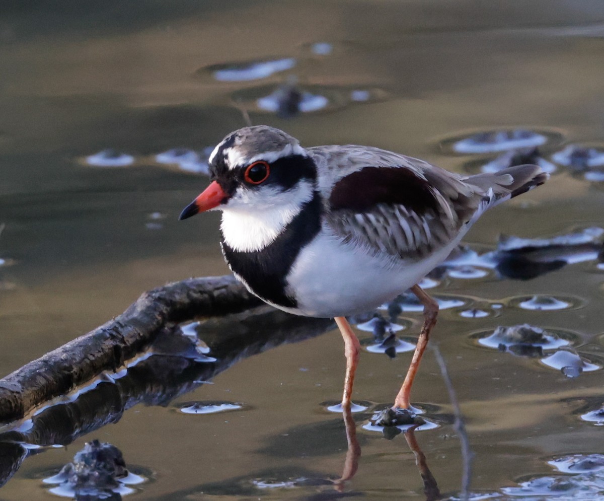 Black-fronted Dotterel - ML644504707