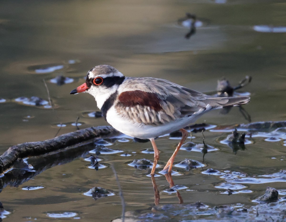 Black-fronted Dotterel - ML644504708