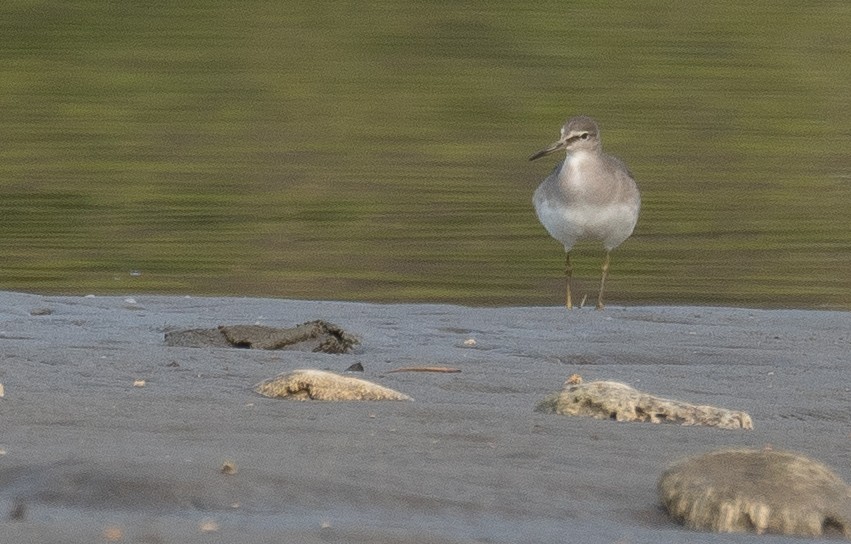 Gray-tailed Tattler - ML644504710