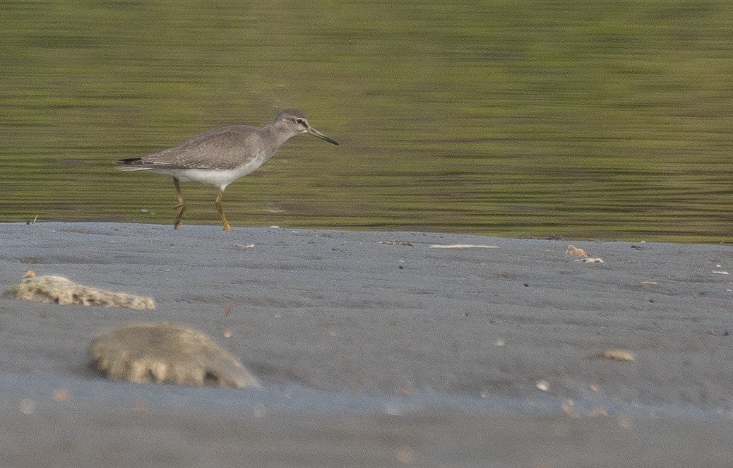 Gray-tailed Tattler - ML644504711