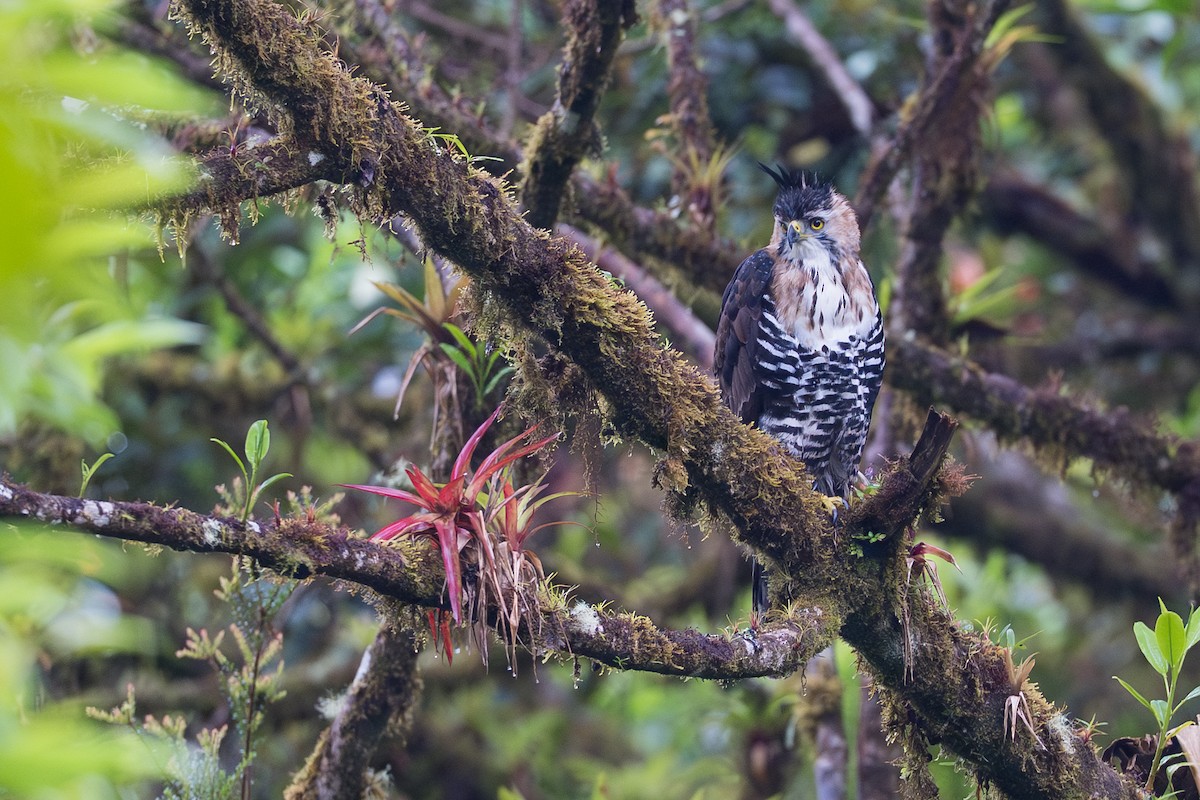 Prachtadler - ML644504715