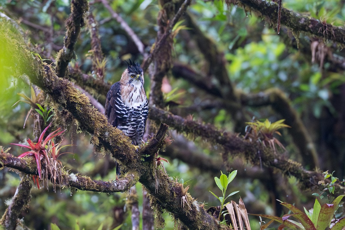 Prachtadler - ML644504716