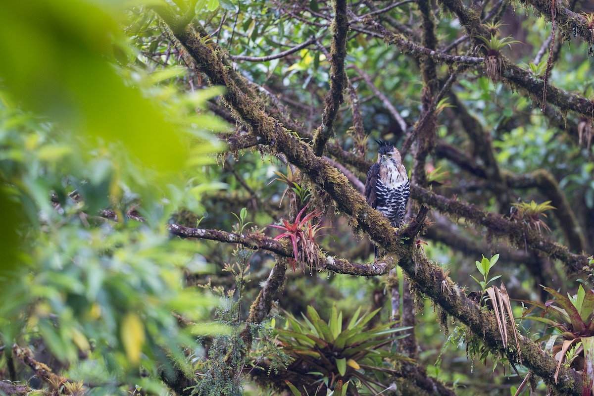 Prachtadler - ML644504717