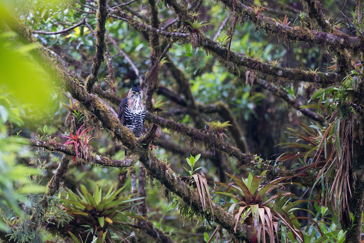 Prachtadler - ML644504718