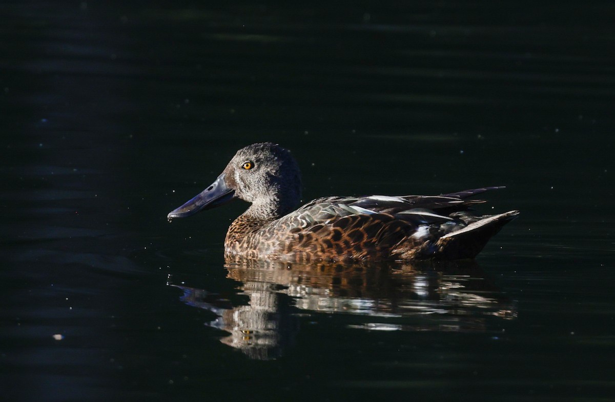 Австралийская широконоска - ML644504719