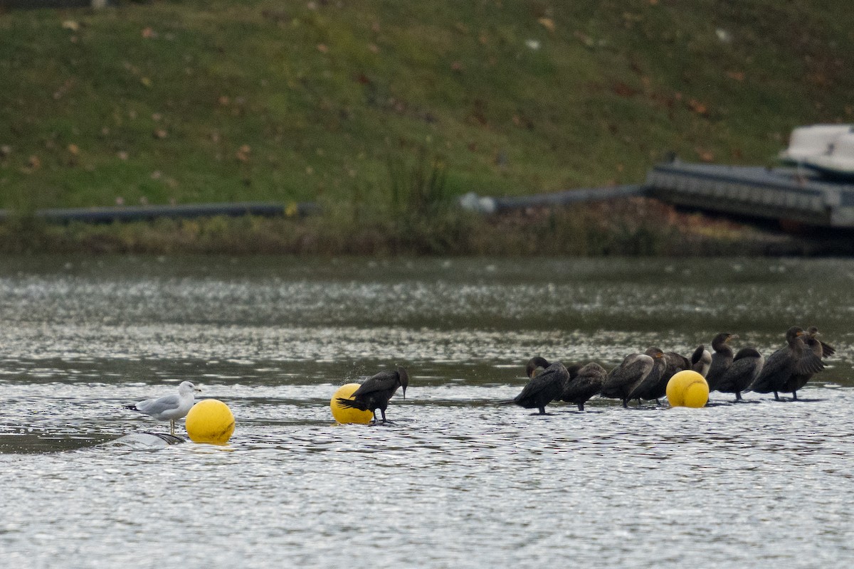 Ушастый баклан - ML644504722