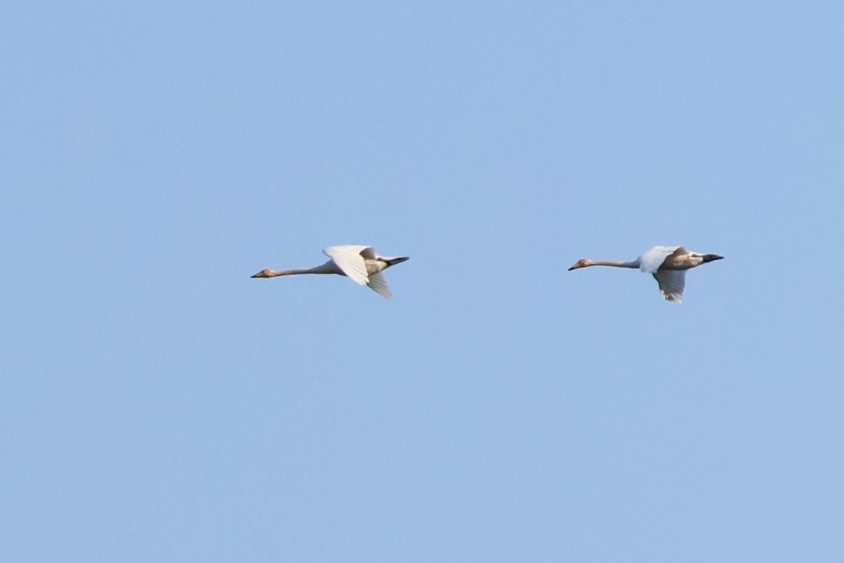 Whooper Swan - ML644504723