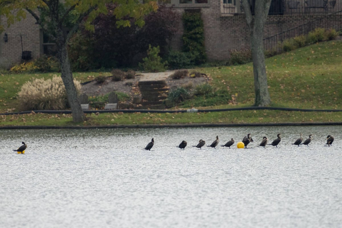 Ушастый баклан - ML644504728