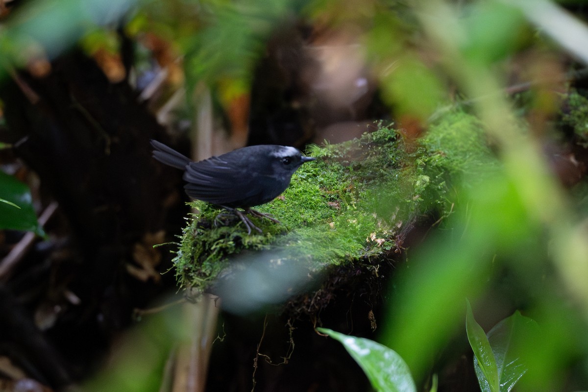 Silvery-fronted Tapaculo - ML644504729