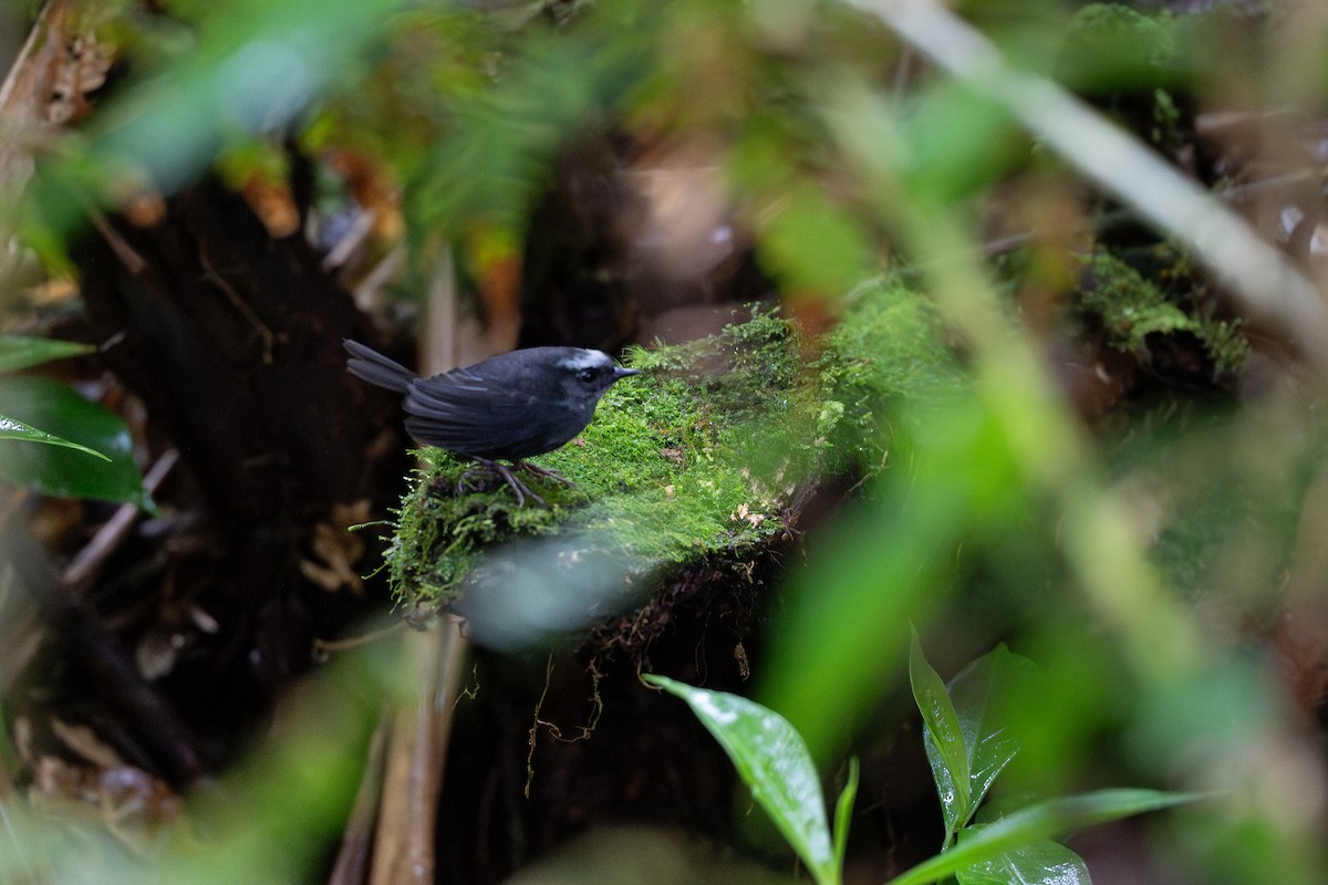 Silvery-fronted Tapaculo - ML644504730