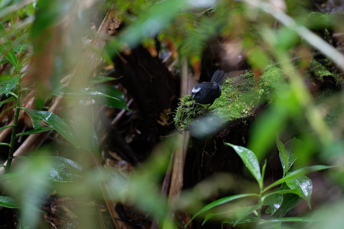 Silvery-fronted Tapaculo - ML644504732