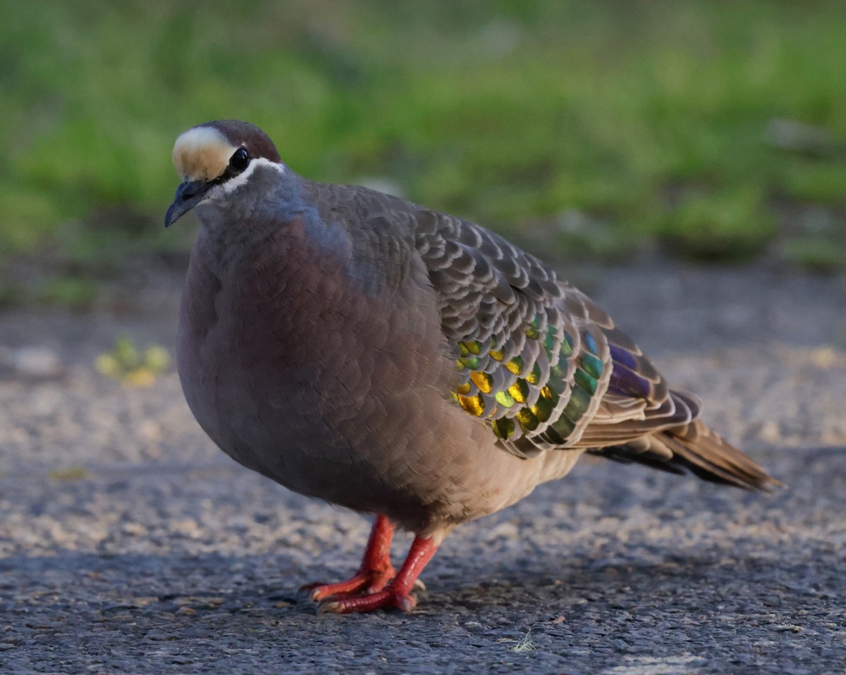 Common Bronzewing - ML644504745