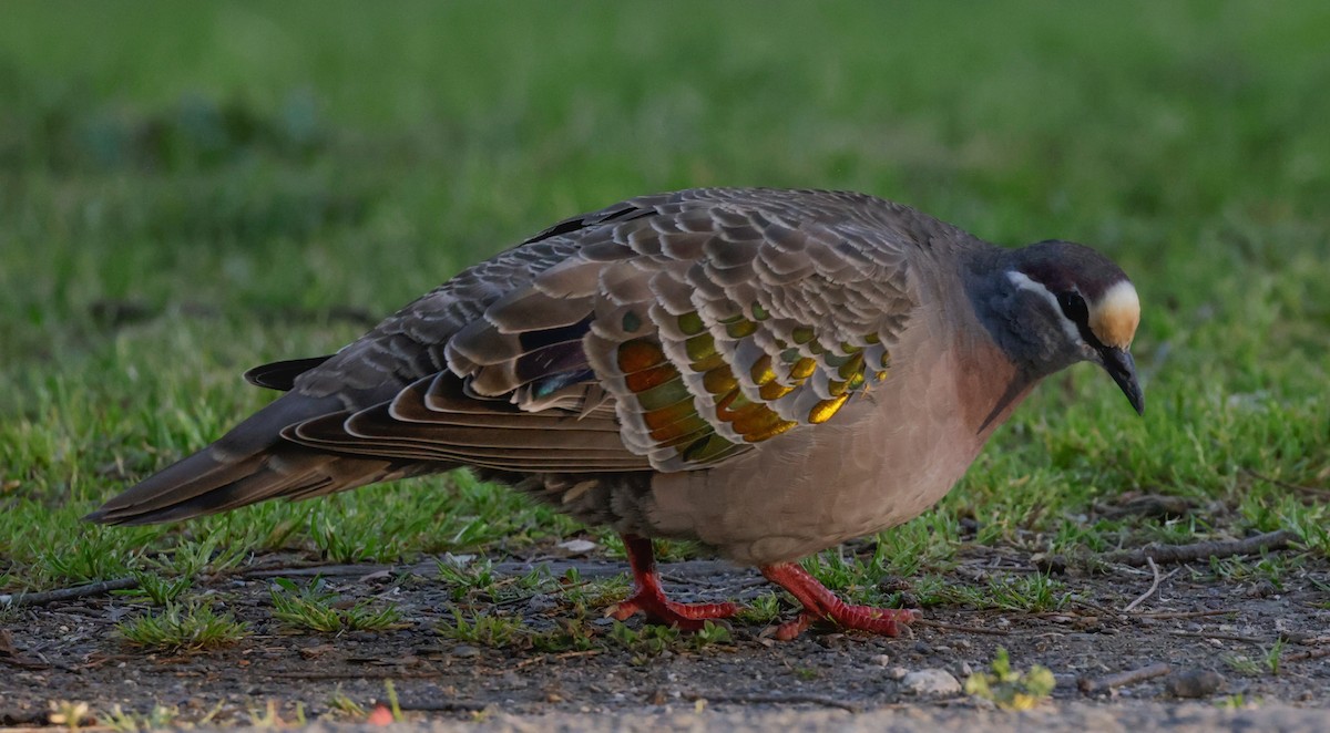 Common Bronzewing - ML644504746