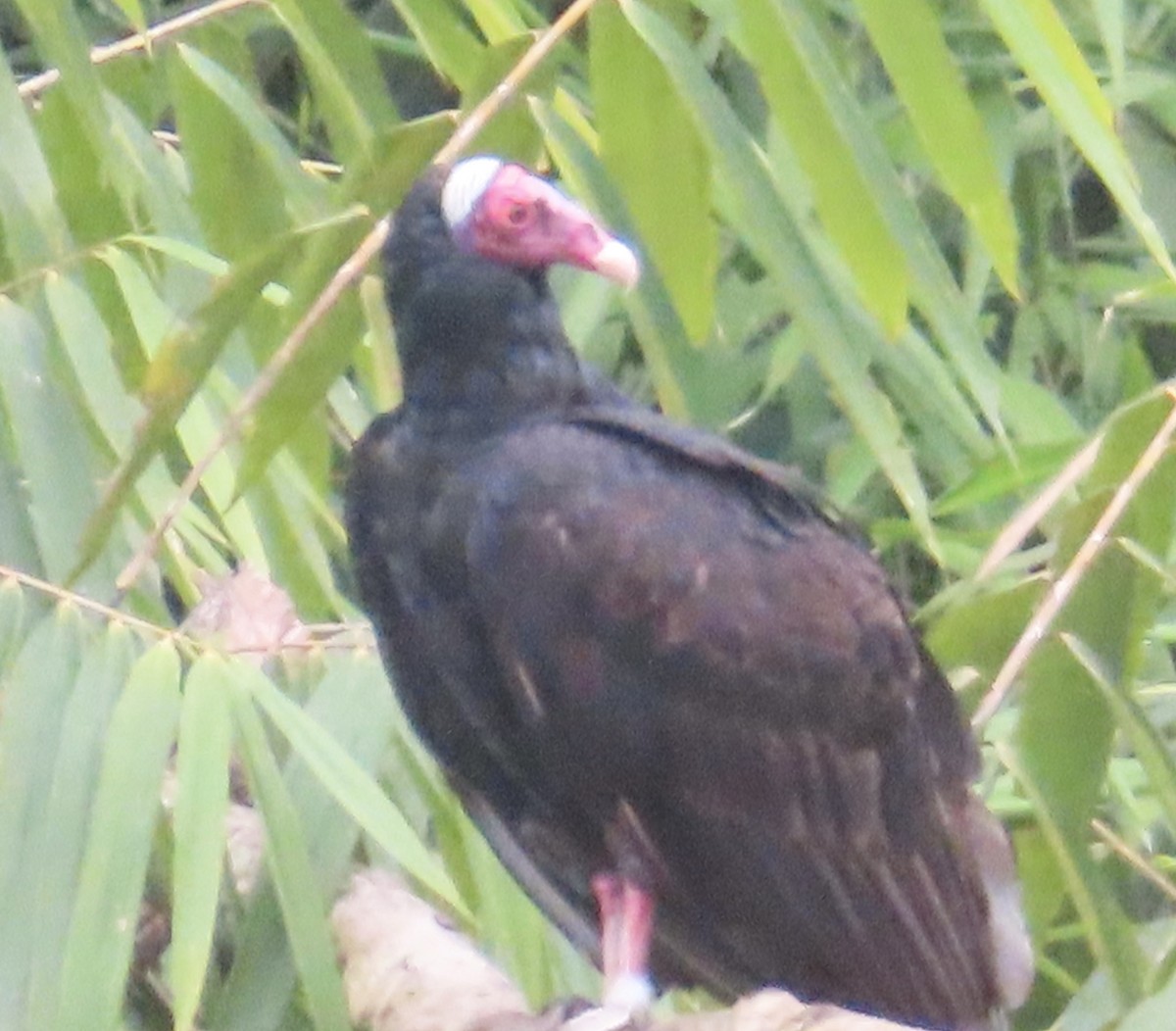 ヒメコンドル - ML644504753