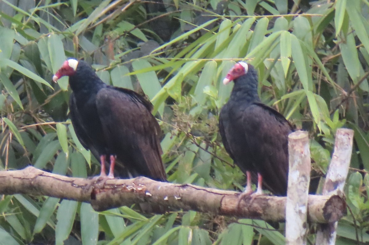 ヒメコンドル - ML644504754