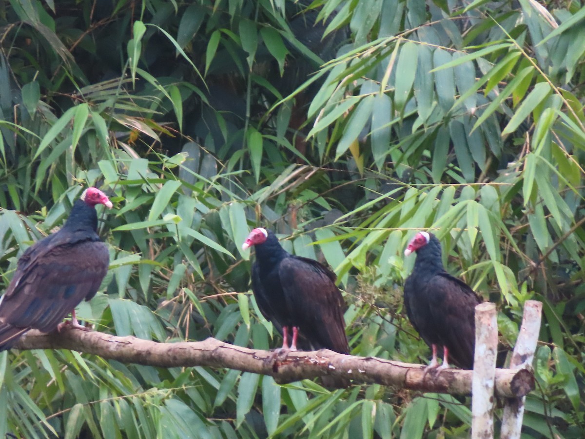 ヒメコンドル - ML644504755