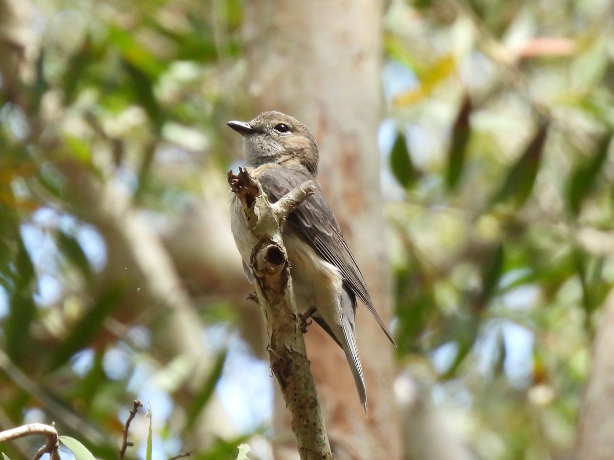 Rufous Whistler - ML644504763