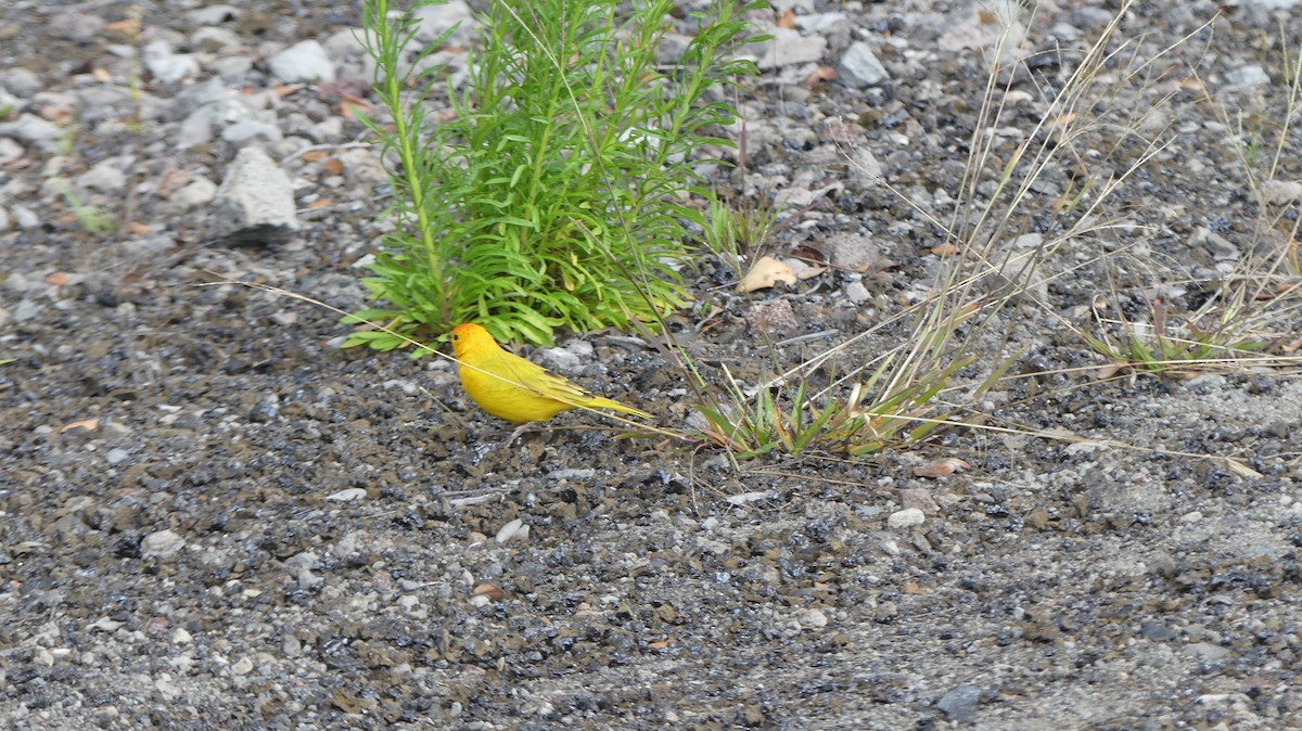 Saffron Finch - ML644504764
