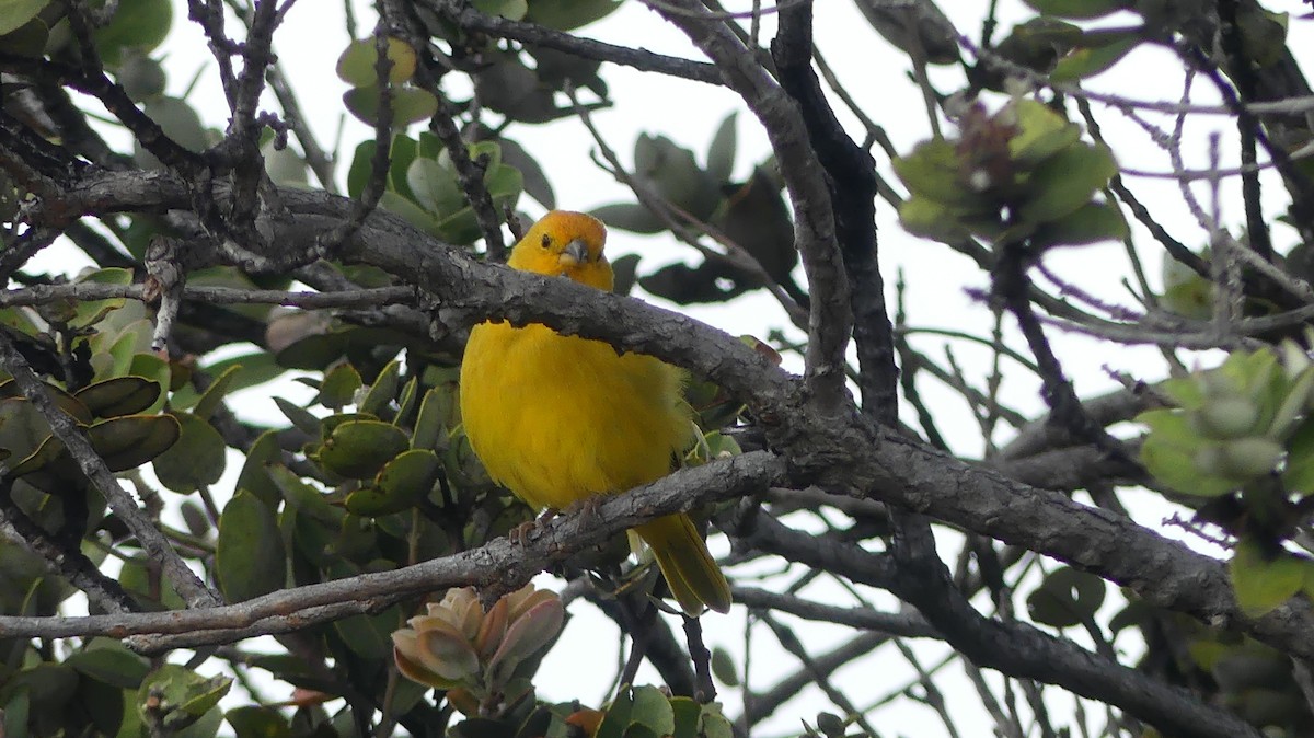 Saffron Finch - ML644504765