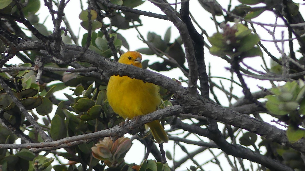 Saffron Finch - ML644504766