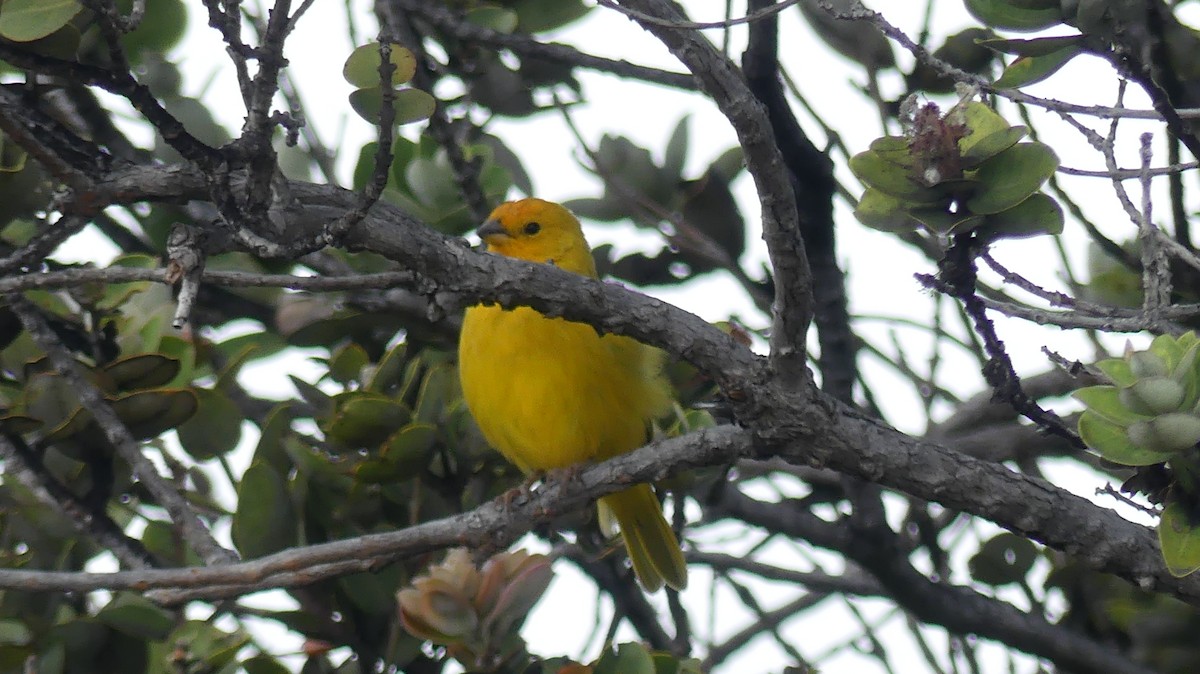 Saffron Finch - ML644504767