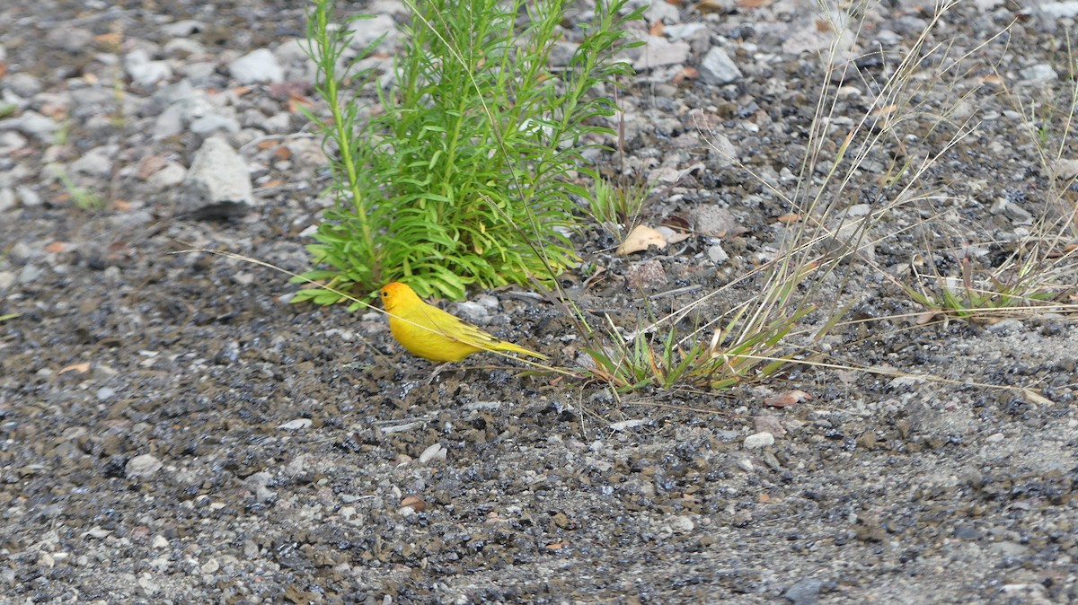 Saffron Finch - ML644504768