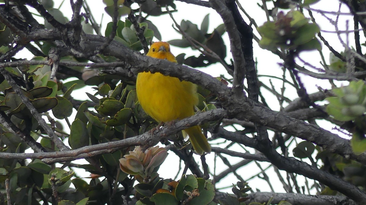 Saffron Finch - ML644504769