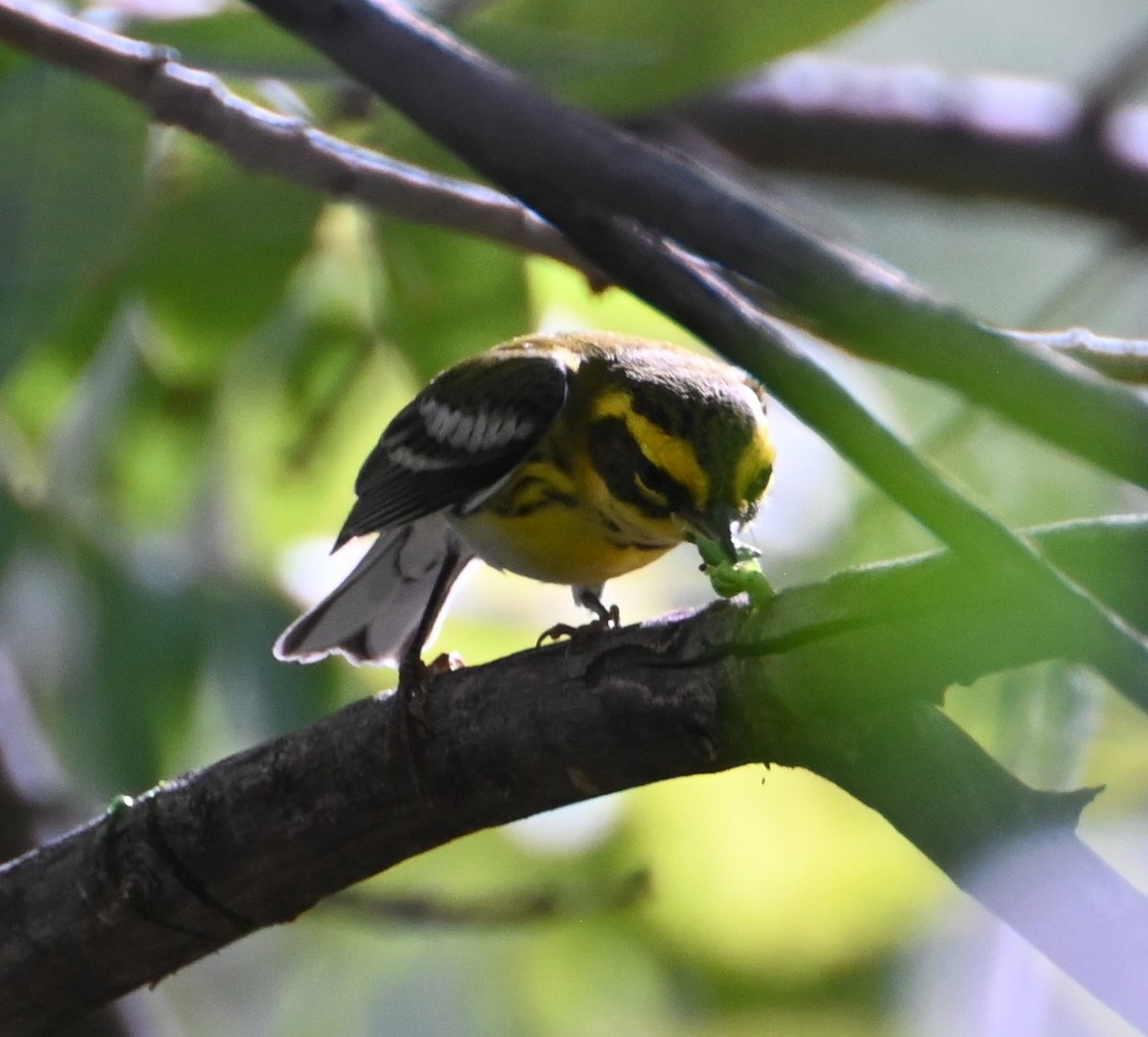 Townsend Ötleğeni - ML644504775