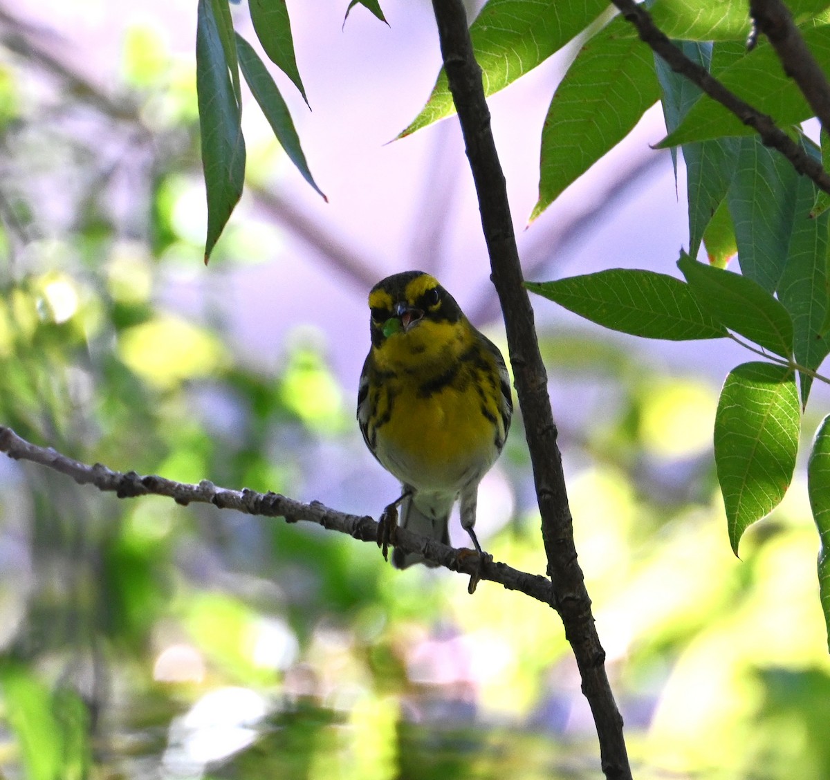 Townsend Ötleğeni - ML644504776