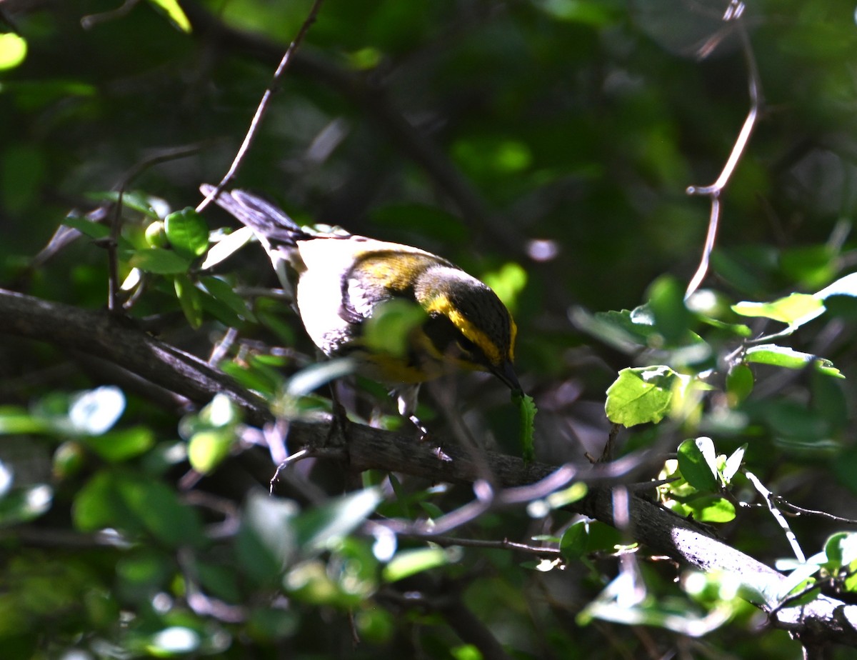 Townsend Ötleğeni - ML644504777