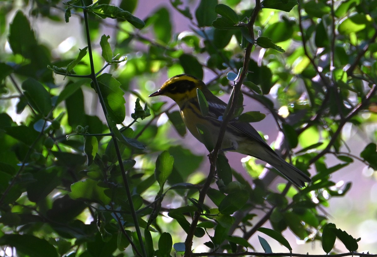 Townsend Ötleğeni - ML644504778