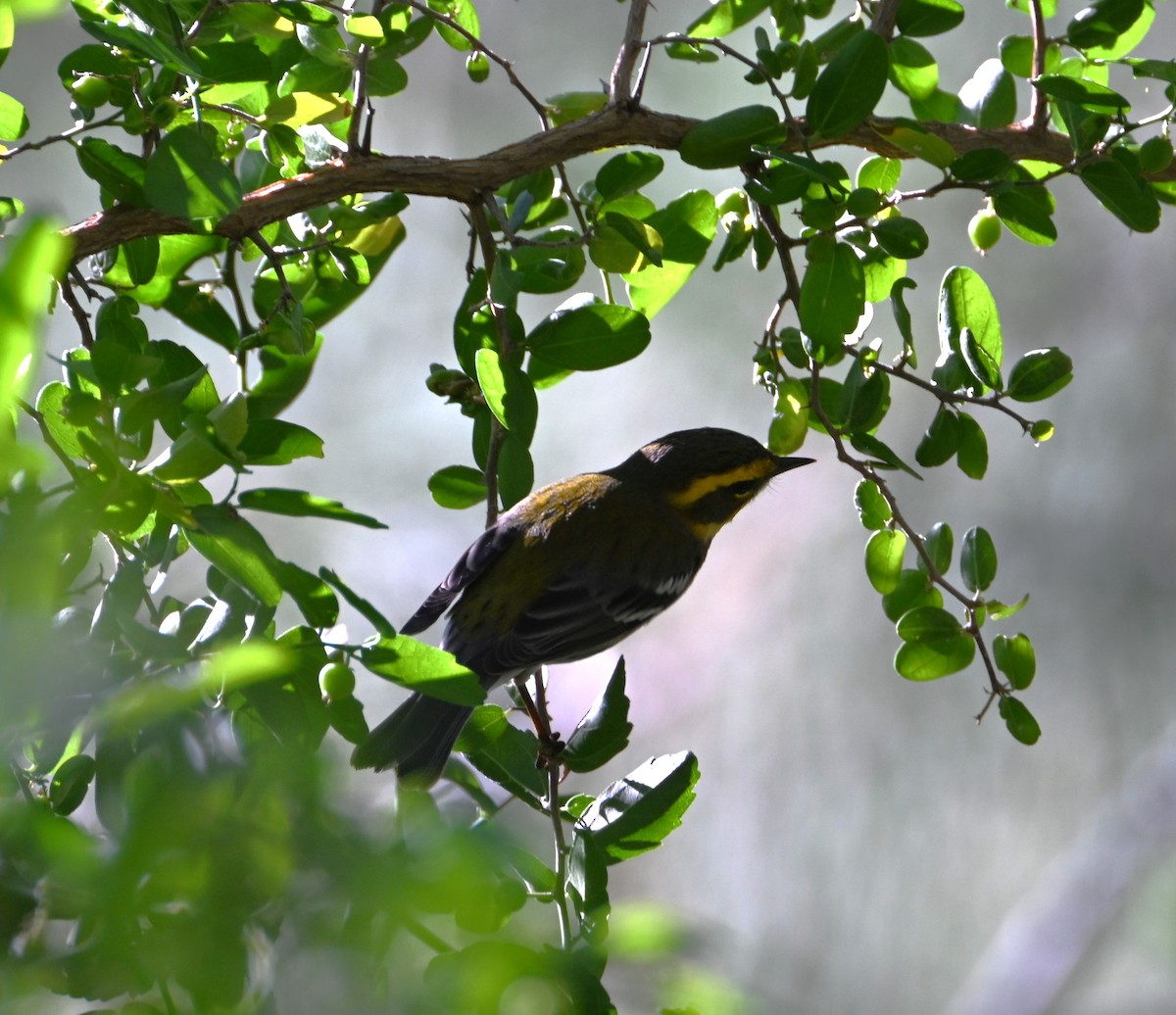 Townsend Ötleğeni - ML644504779