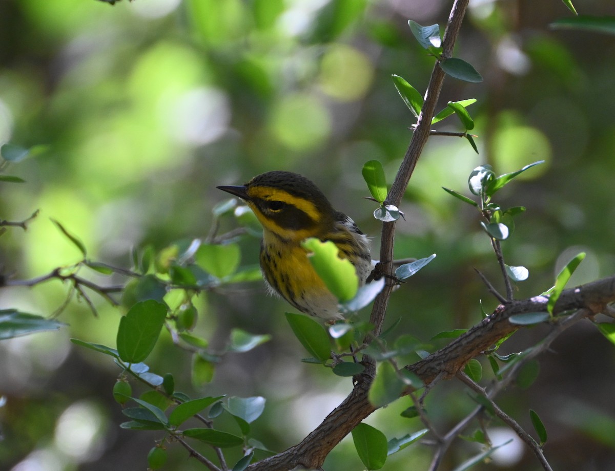 Townsend Ötleğeni - ML644504780