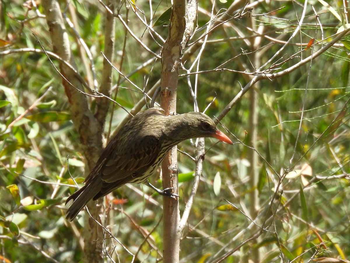 Olive-backed Oriole - ML644504782