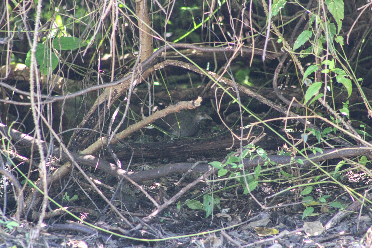 Eurasian Moorhen - ML644504800