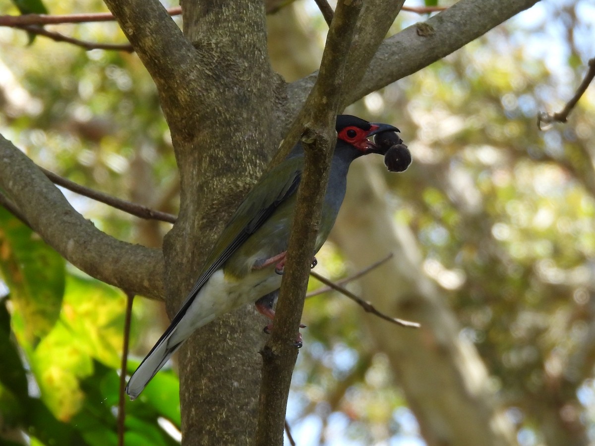Australasian Figbird - ML644504803