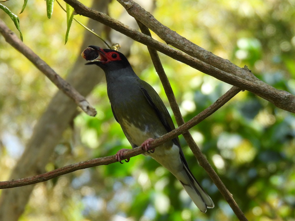 Australasian Figbird - ML644504804