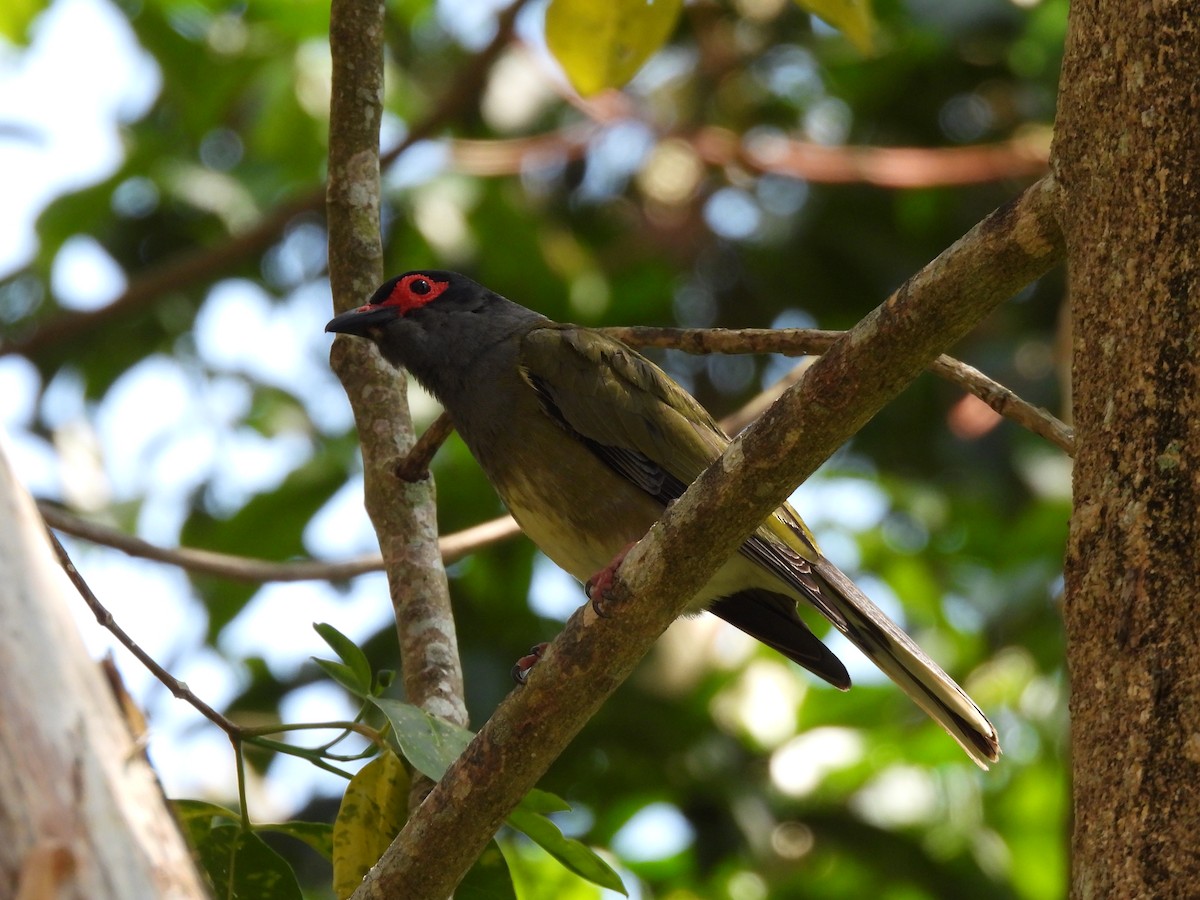 Australasian Figbird - ML644504805