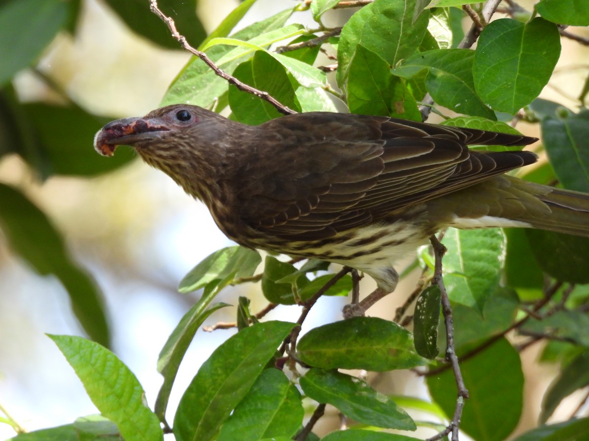 Australasian Figbird - ML644504806