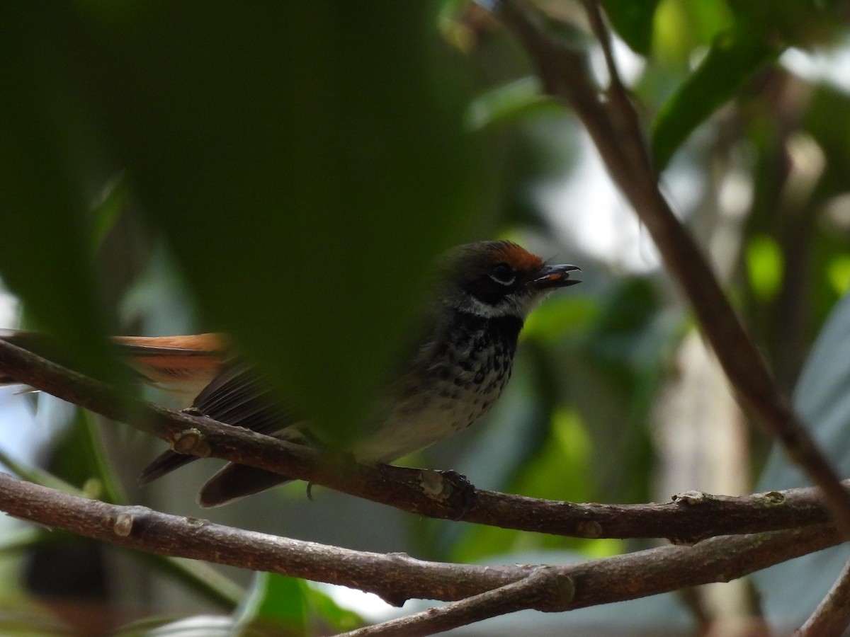 Australian Rufous Fantail - ML644504822