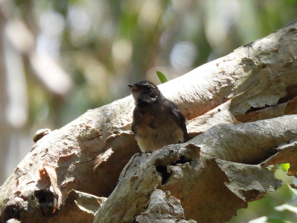 Gray Fantail - ML644504825