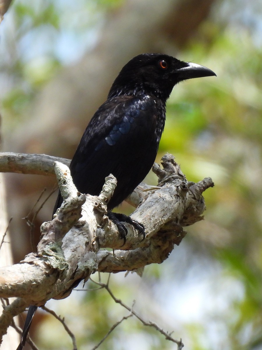 Spangled Drongo - ML644504827