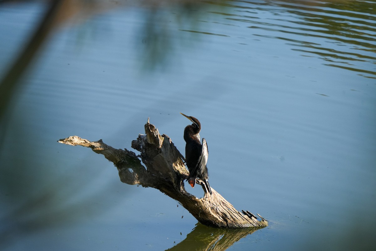 オーストラリアヘビウ - ML644504836