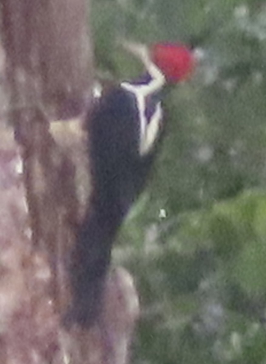 høvdingspett - ML644504839