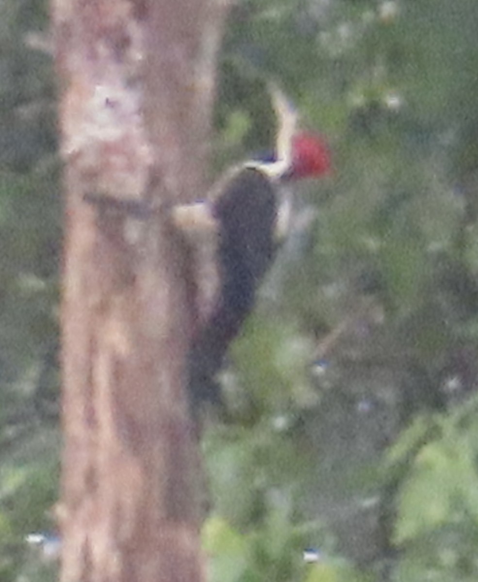 høvdingspett - ML644504840